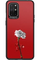 Red Flower - OnePlus 8T